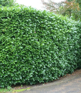 Prunus laurocerasus 'Rotundifolia' extra